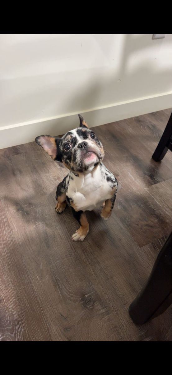 Female Merle Frenchie (French BullDog)