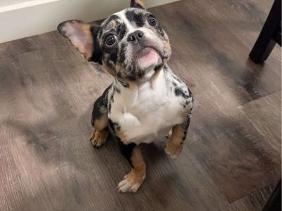 Female Merle Frenchie (French BullDog)