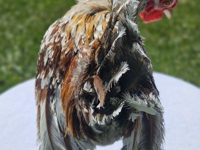 Kikiriki Cockerel