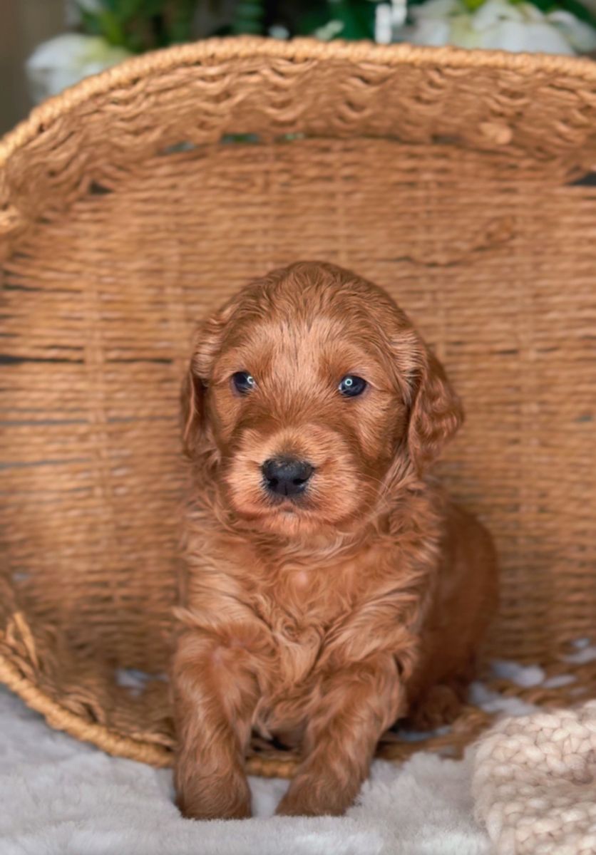 Mini Goldendoodles