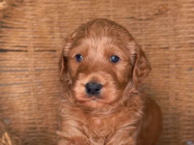 Mini Goldendoodles