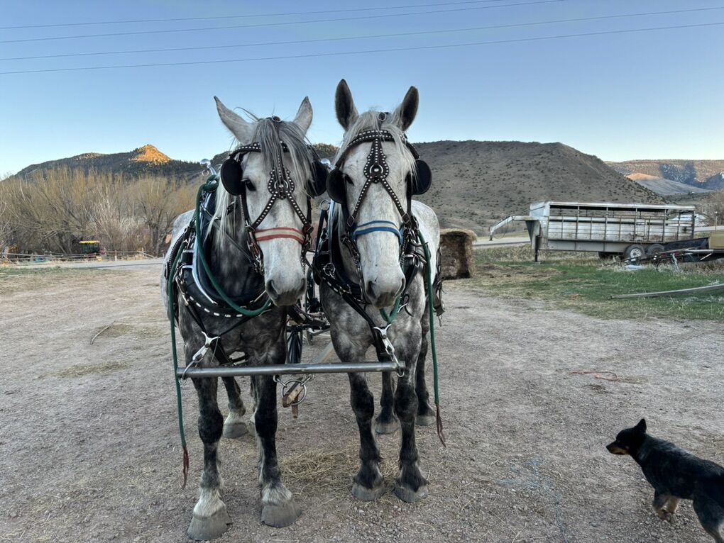 Team Of Percheron Draft Horses