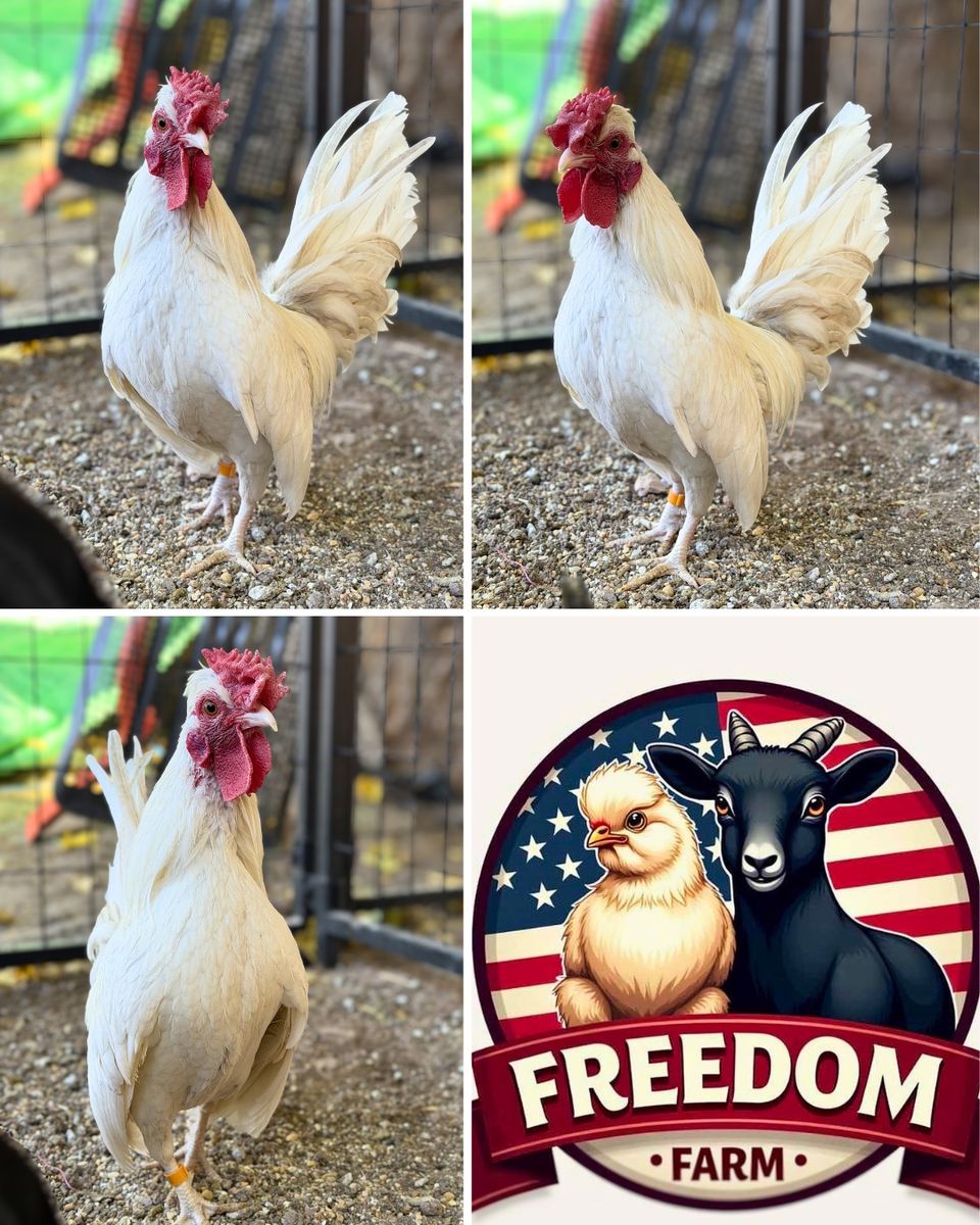 White Kikiriki Cockerel