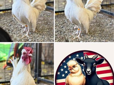 White Kikiriki Cockerel