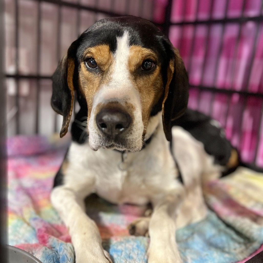 Hello my name is Herschel