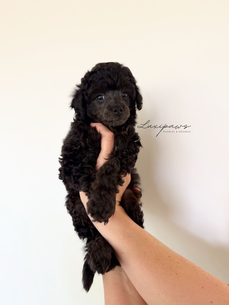 FREE TRUE Micro Goldendoodle 7-9 pounds full grown!