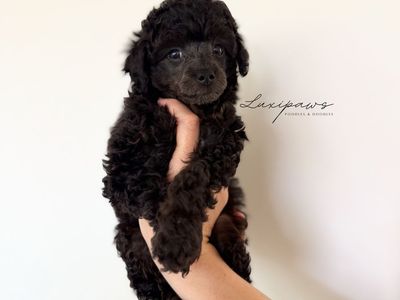 FREE TRUE Micro Goldendoodle 7-9 pounds full grown!