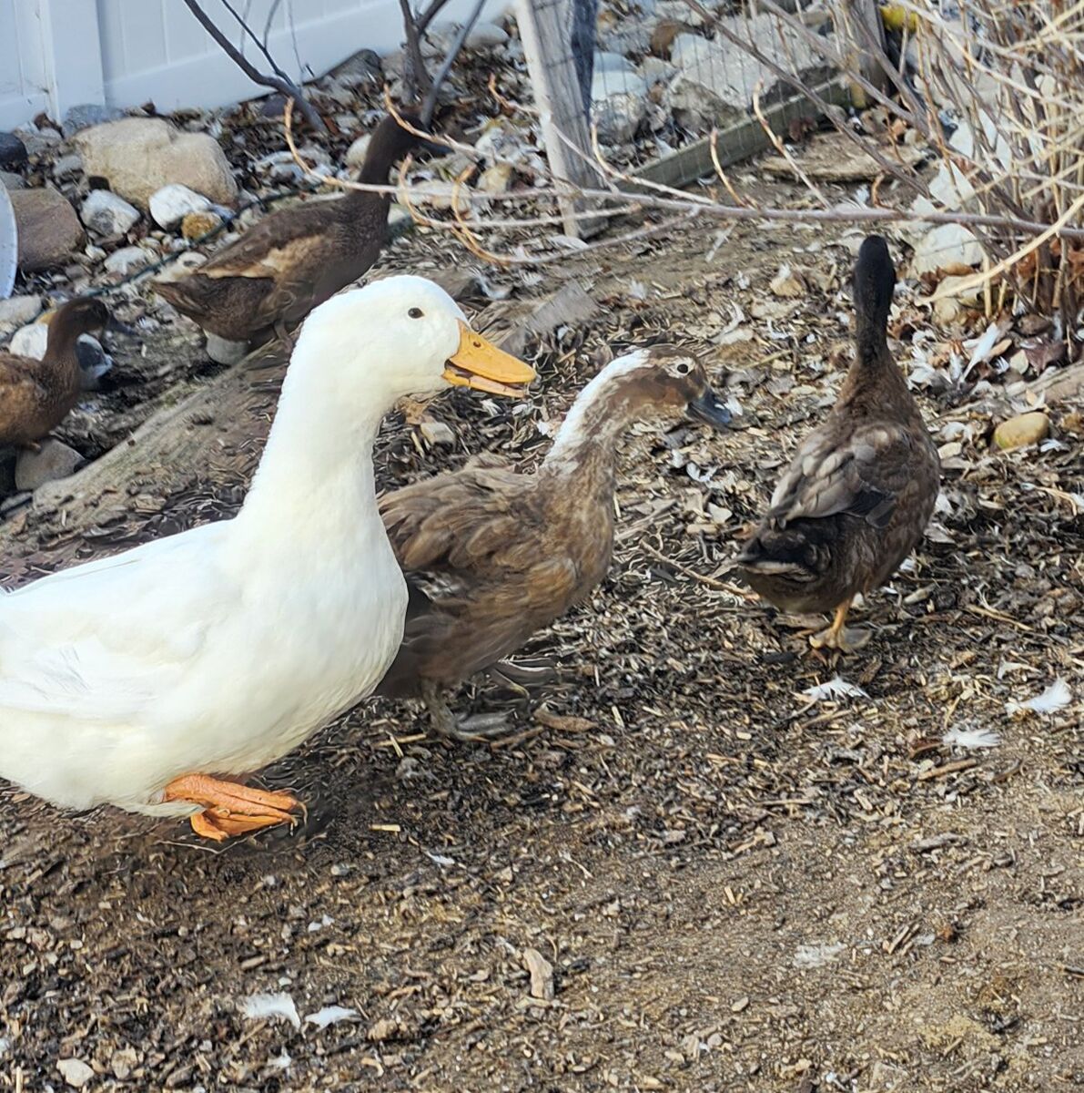 Ducks