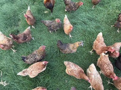 Must go sale $20 each - Hens