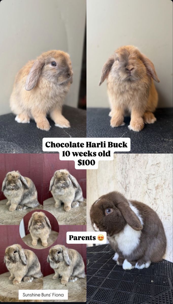 Holland Lop Rabbits for Sale - Chocolate Harli Buck, Chocolate Doe, BEW Buck