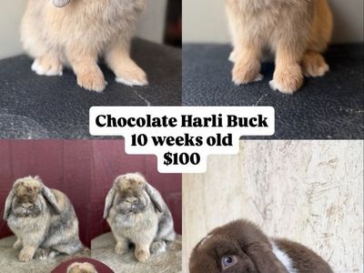 Holland Lop Rabbits for Sale - Chocolate Harli Buck, Chocolate Doe, BEW Buck
