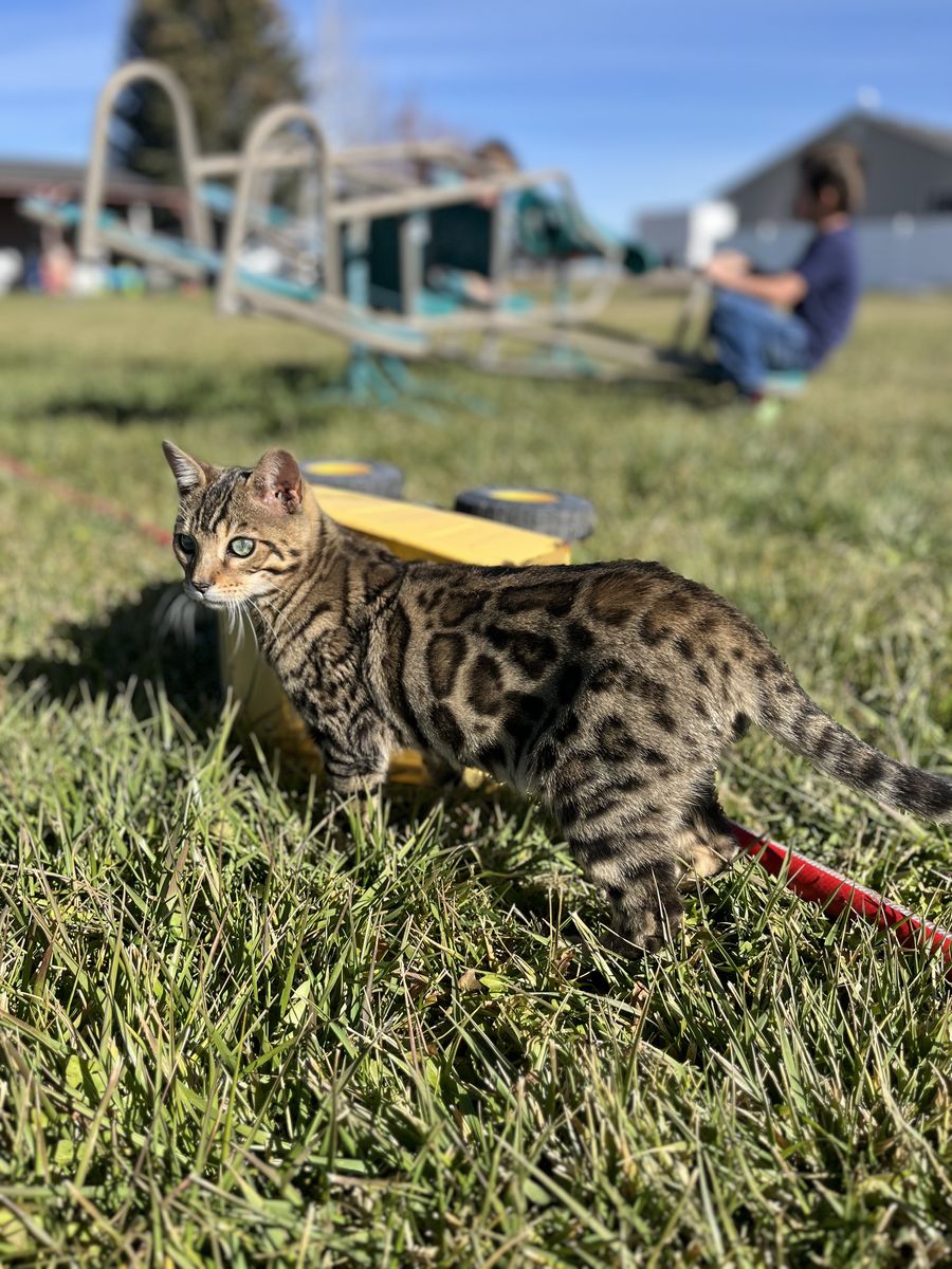 BENGALS