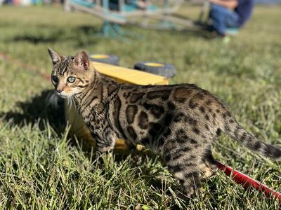BENGALS