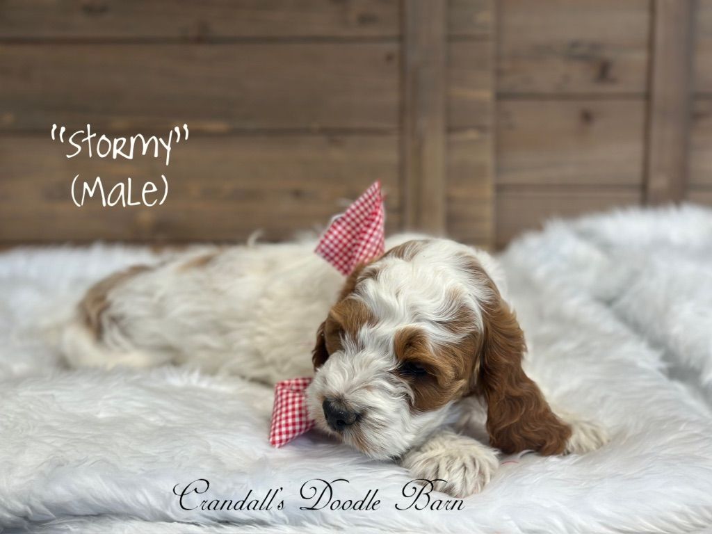Cockapoo Puppy Ready To Go!