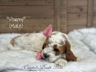 Cockapoo Puppy Ready To Go!