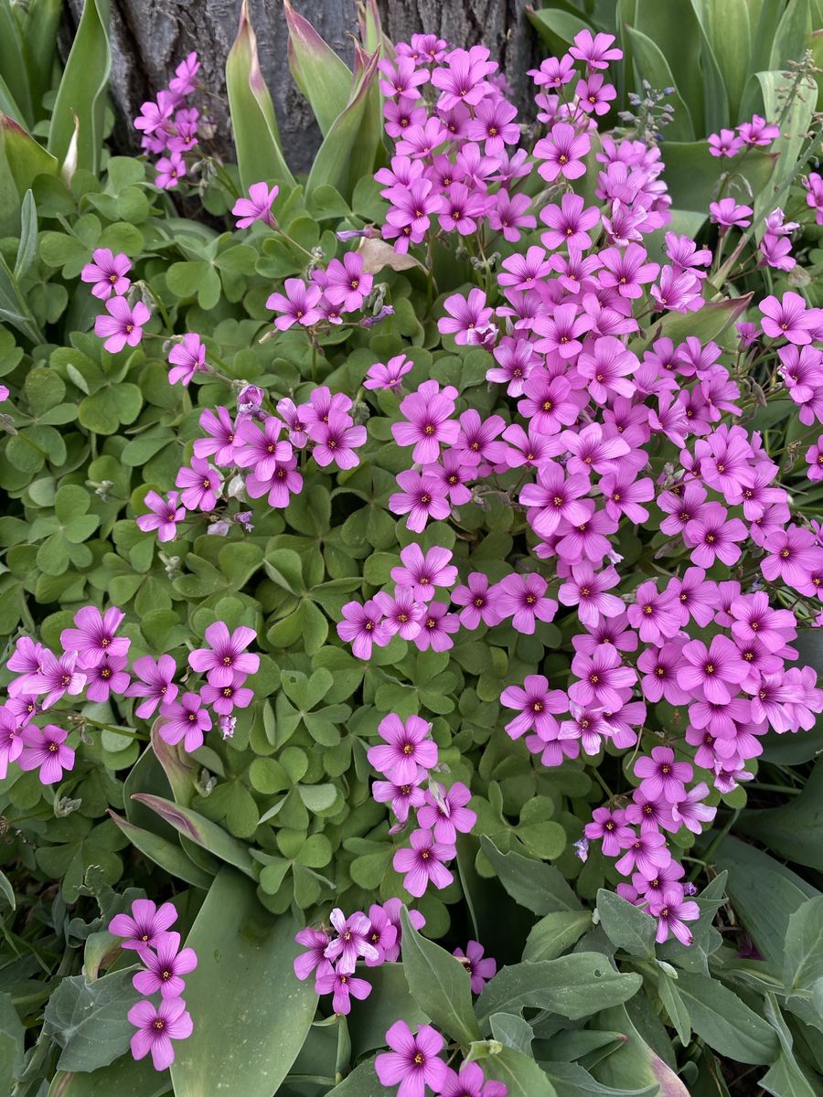 Oxalis Green Shamrock Plant