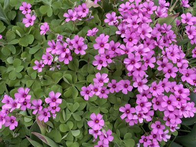 Oxalis Green Shamrock Plant