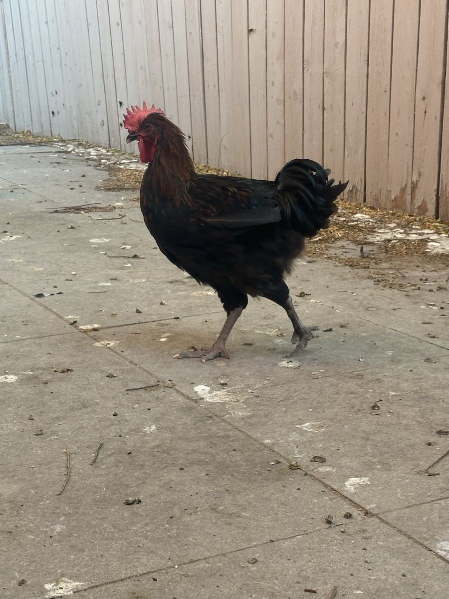 Black Copper Maran Rooster