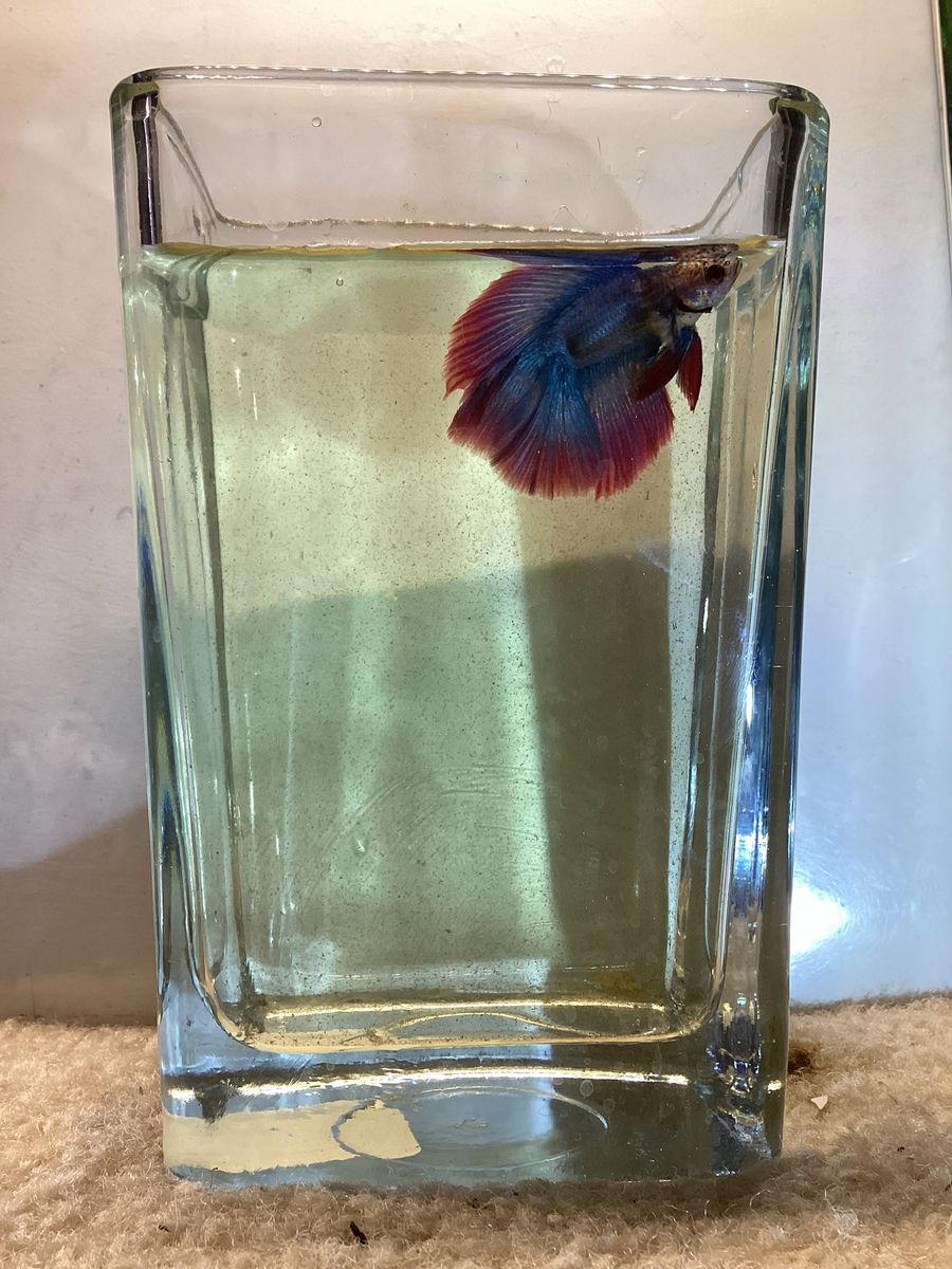 Male twintail halfmoon