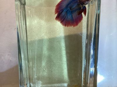 Male twintail halfmoon