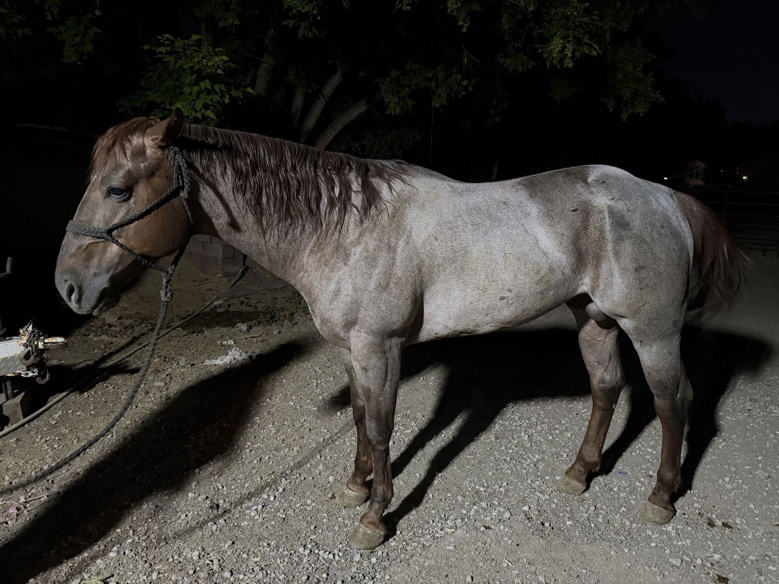 Red Roan