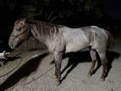Red Roan
