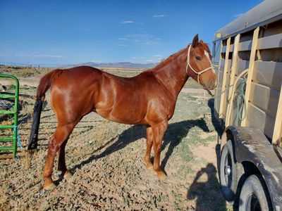 4 year old Grade gelding OBO