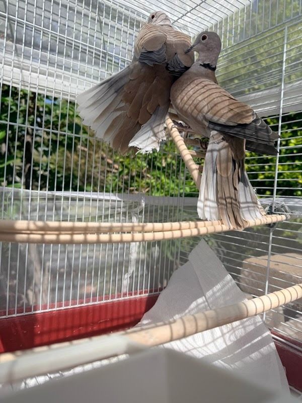 Kiwi and Mango, Ringneck Doves