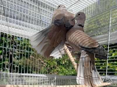 Kiwi and Mango, Ringneck Doves