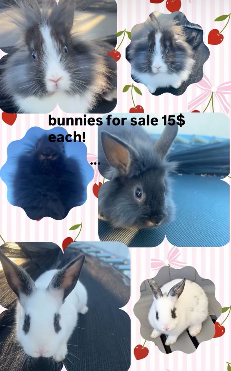 Cute And Friendly Bunniez! (more pics showing other bunnies)!