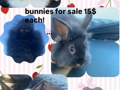 Cute And Friendly Bunniez! (more pics showing other bunnies)!