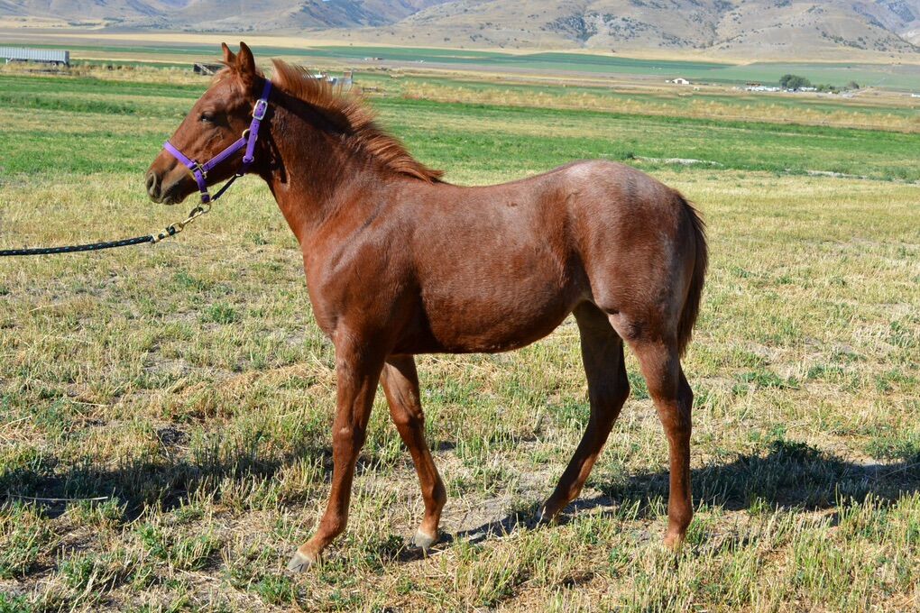 Aqha Red Roan  Filly