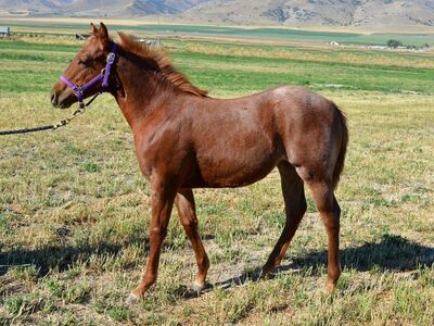 Aqha Red Roan Filly