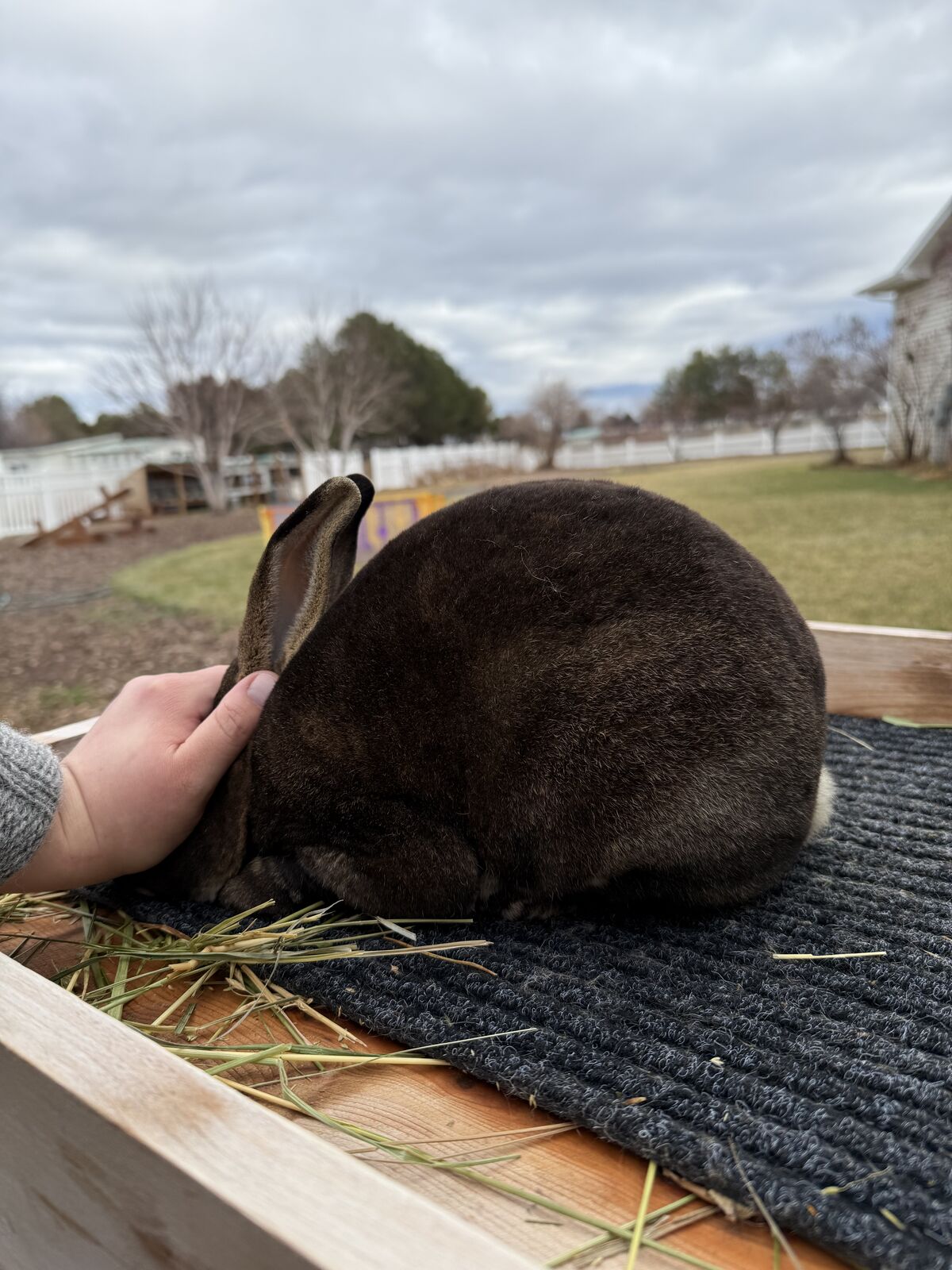 Rex rabbit buck | Other Livestock | KSL Classifieds