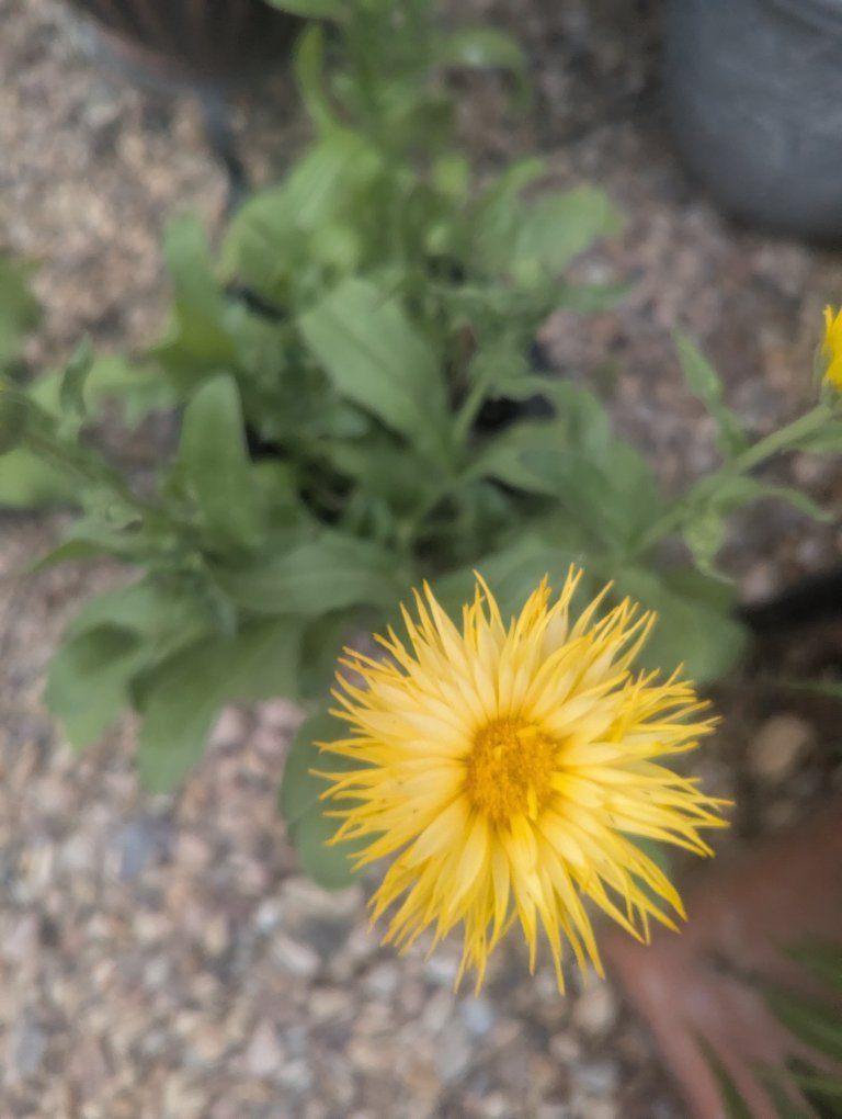 free plants