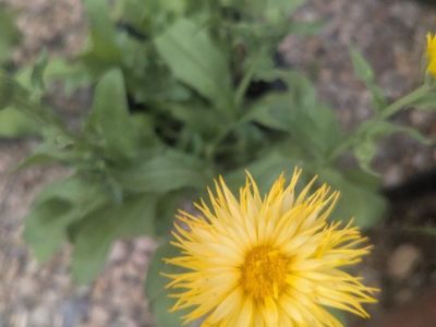 free plants