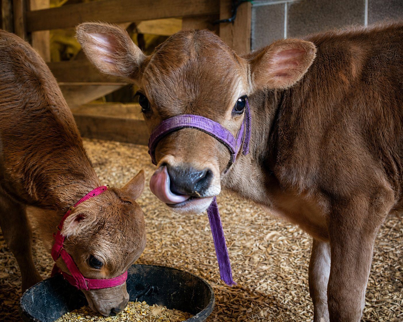 HFF ClaraBelle – Mini/Midsize Jersey Heifer calf