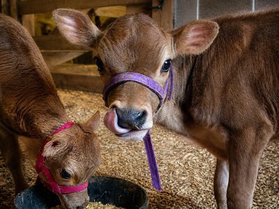 HFF ClaraBelle – Mini/Midsize Jersey Heifer calf