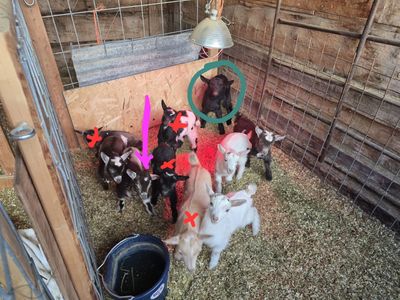 ADGA NIGERIAN DWARF KIDS born Mid February, several with blue eyes.