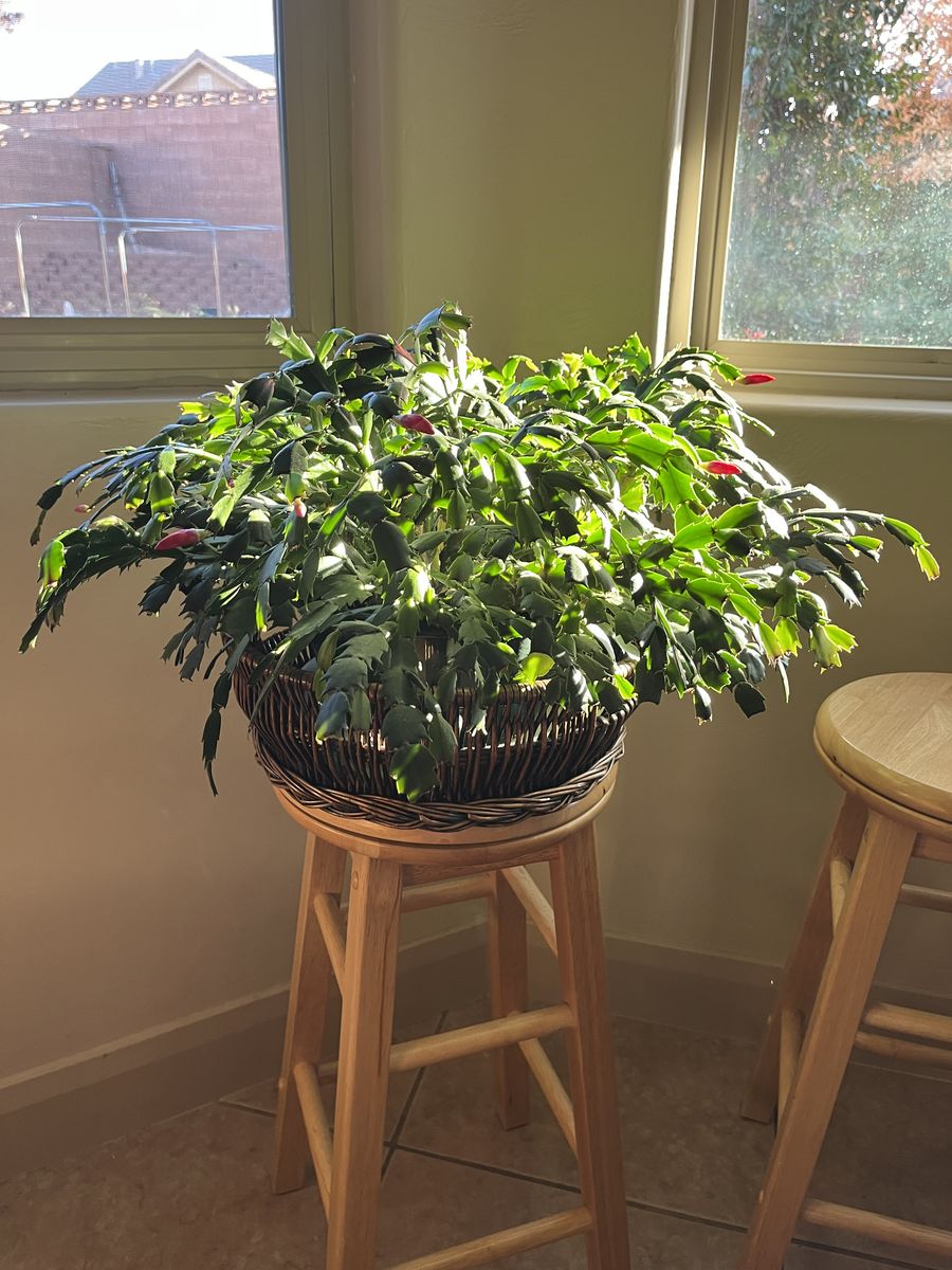 christmas cactus