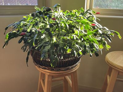 christmas cactus