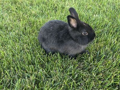 Baby Netherland Dwarf Bunny - Female