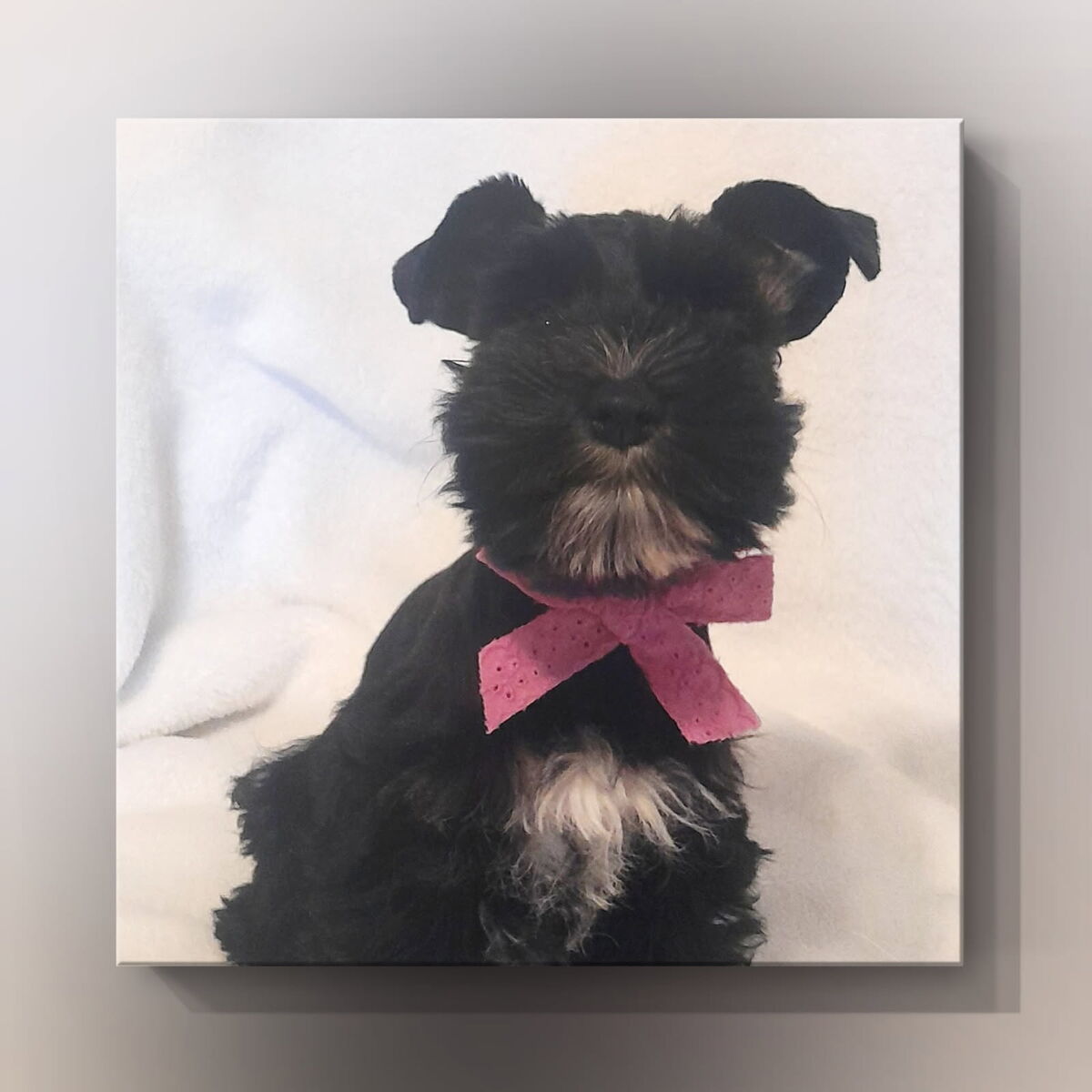 Miniature schnauzer puppy