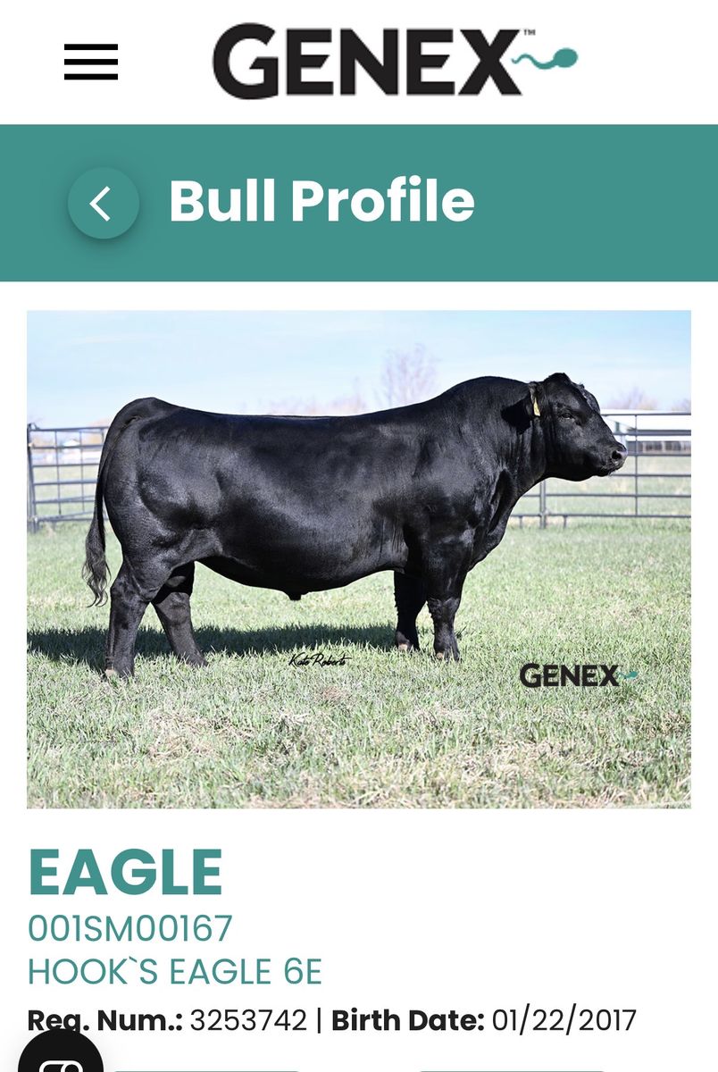 2 Yr old Angus and Simmental Bulls