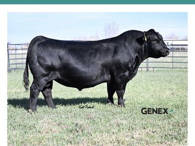 2 Yr old Angus and Simmental Bulls