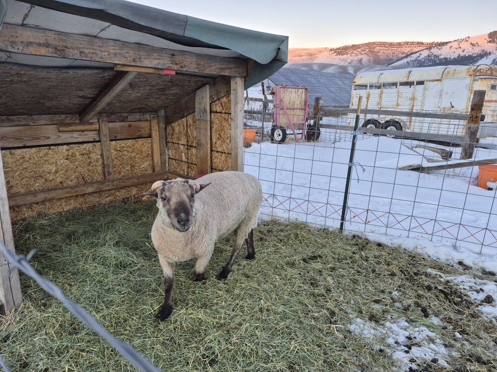 Southdown/cross Ram    SOLD