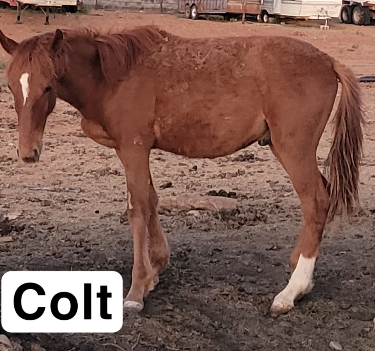 Colt