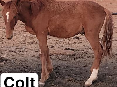 Colt