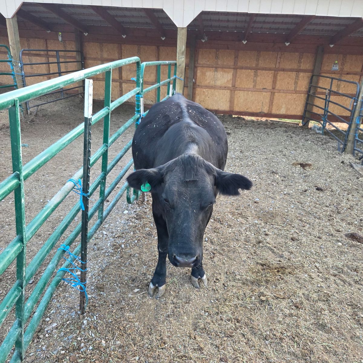 2.5 Year Old Angus X