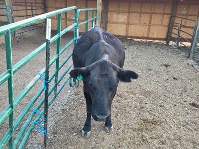 2.5 Year Old Angus X